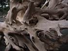 2001 08-05 - Sirena - Driftwood root detail 1 - [026].jpg